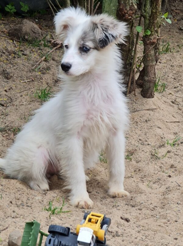 Tilly in 97440 Werneck *vermittelt* – Bild 5