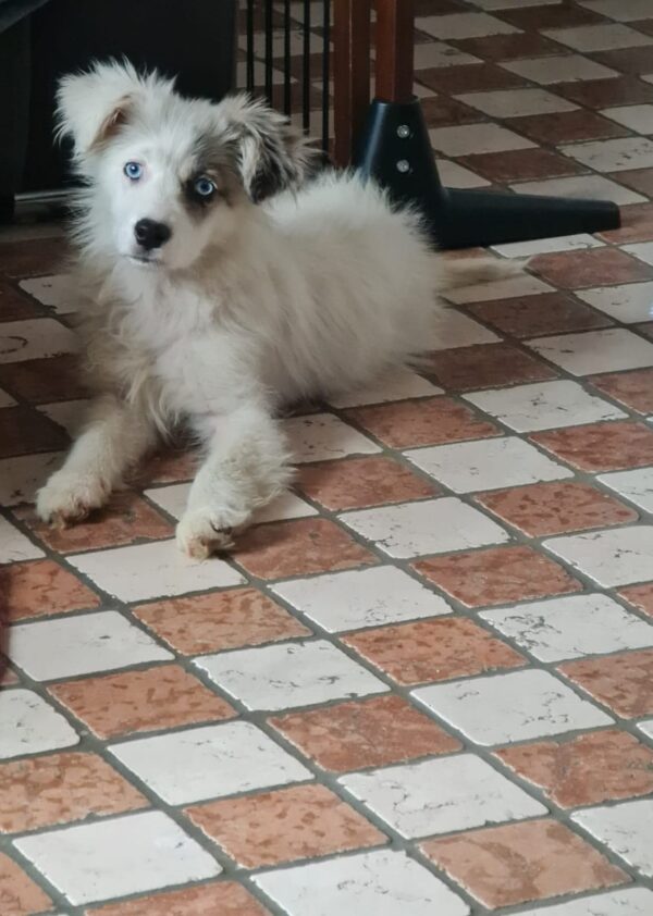 Tilly in 97440 Werneck *vermittelt* – Bild 3