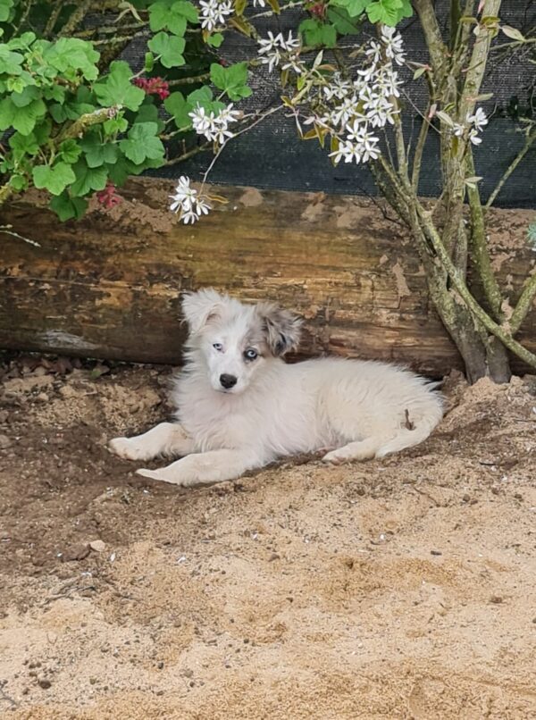 Tilly in 97440 Werneck *vermittelt* – Bild 2