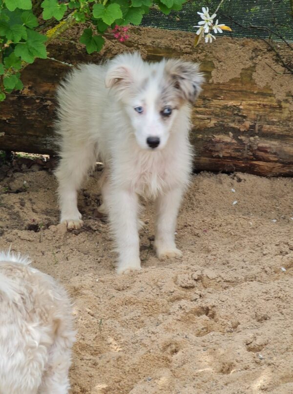 Tilly in 97440 Werneck *vermittelt* – Bild 6