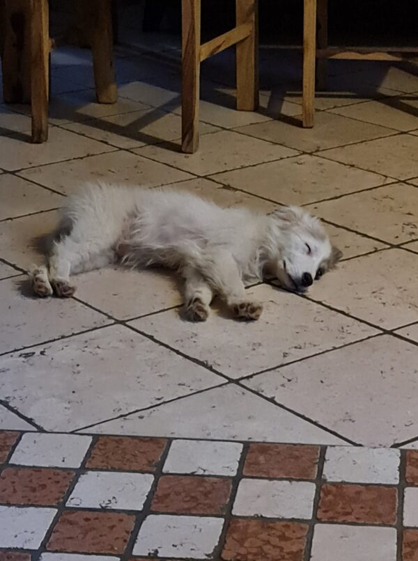 Tilly in 97440 Werneck *vermittelt* – Bild 8