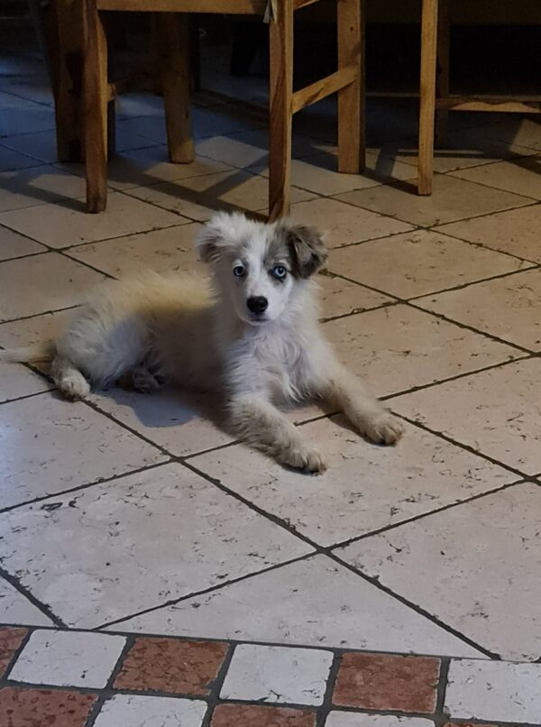 Tilly in 97440 Werneck *vermittelt* – Bild 7