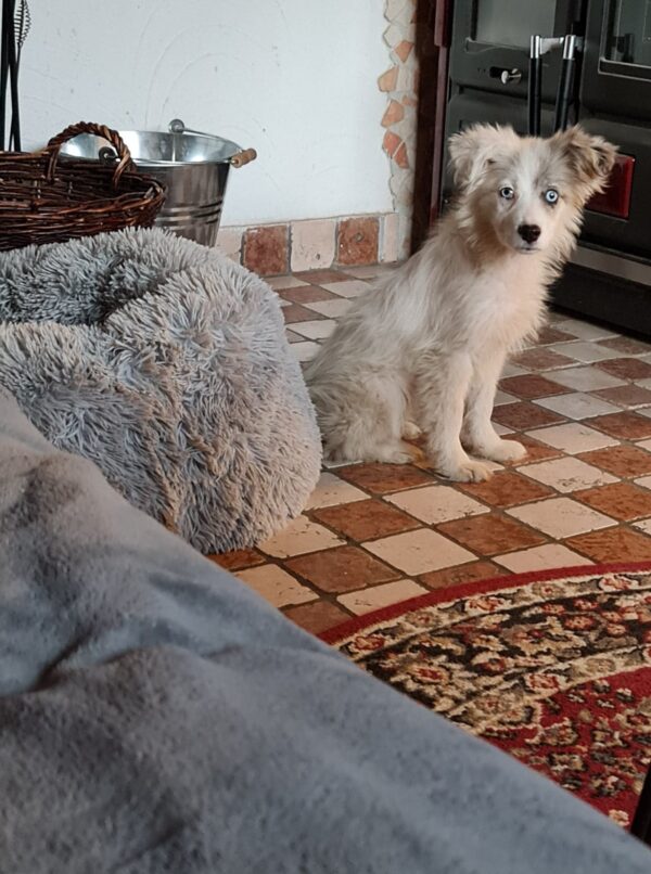 Tilly in 97440 Werneck *vermittelt* – Bild 12