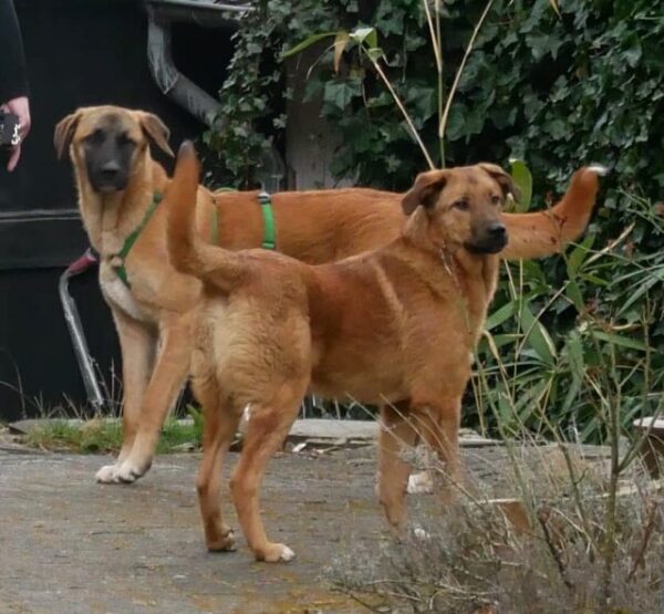 Catch in 21521 Dassendorf - vermittelt – Bild 15