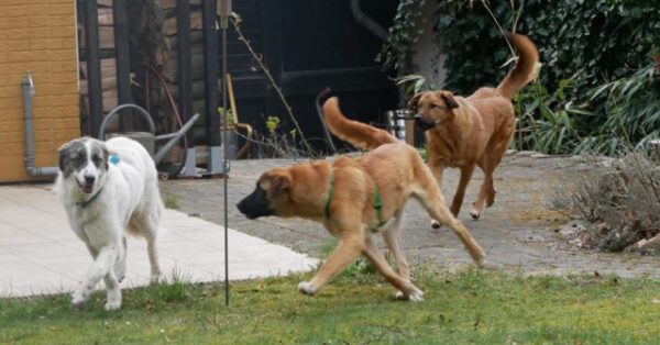 Catch in 21521 Dassendorf - vermittelt – Bild 16