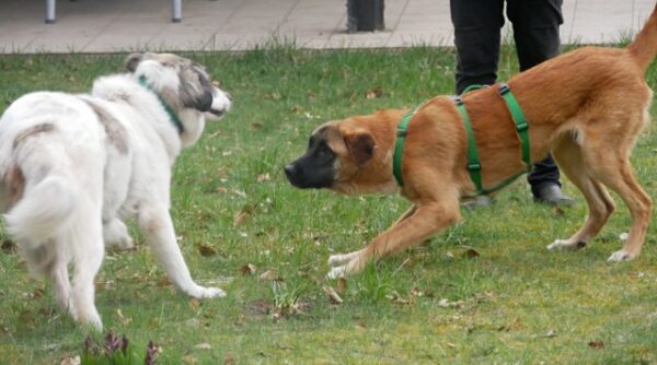 Catch in 21521 Dassendorf - vermittelt – Bild 8