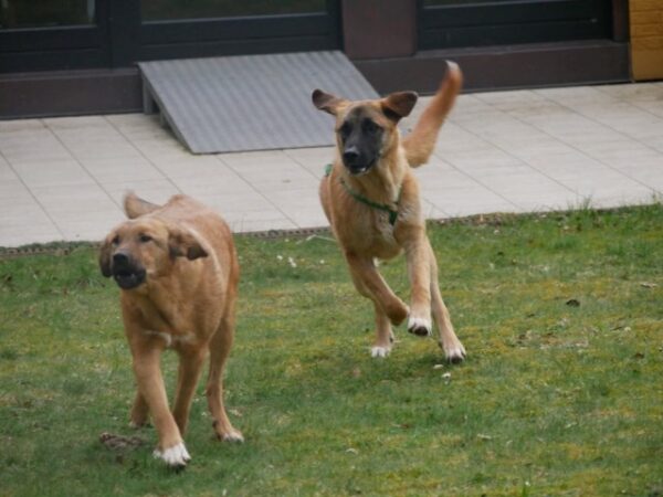 Catch in 21521 Dassendorf - vermittelt – Bild 9