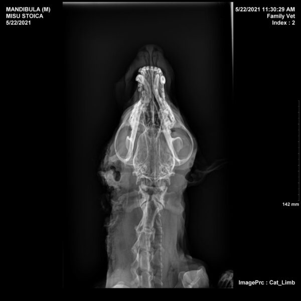 TRONTE - RBB 09/2021 – Bild 6