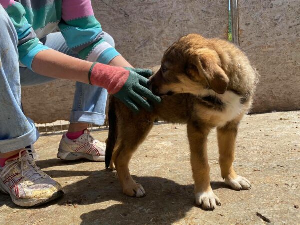 COCO - reserviert für ES (MG) - vermittelt – Bild 3