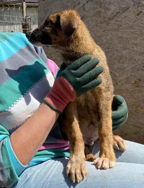 BAMBI - reserviert CD - vermittelt – Bild 9