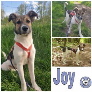 Joy in 12587 Berlin