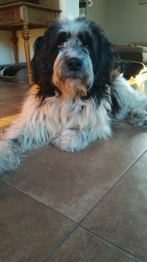 TORIN - Gnadenplatzhund seit dem 10.01.2022 – Bild 13