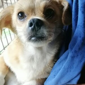 BENJI - reserviert TH Filderstadt - vermittelt