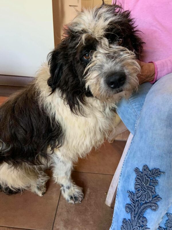 TORIN - Gnadenplatzhund seit dem 10.01.2022 – Bild 11