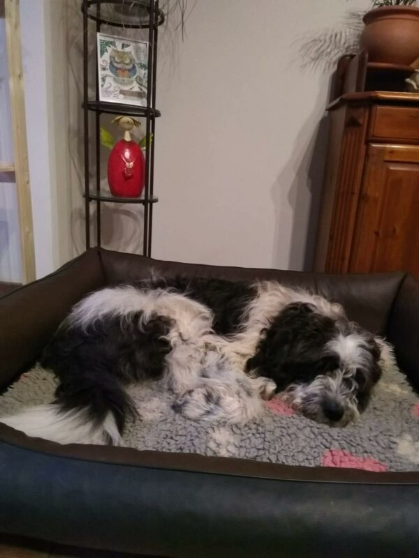 TORIN - Gnadenplatzhund seit dem 10.01.2022 – Bild 12