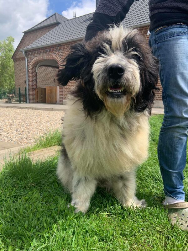 TORIN - Gnadenplatzhund seit dem 10.01.2022 – Bild 14