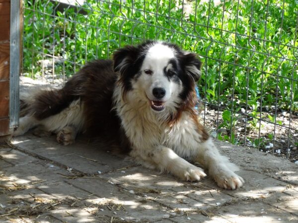 PHOEBE - reserviert Lorraine - vermittelt – Bild 3