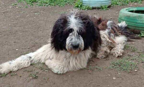 TORIN - Gnadenplatzhund seit dem 10.01.2022 – Bild 3
