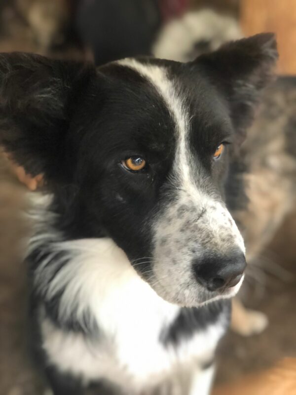 QUINCY - ausgereist zur Hilfe für Herdenschutzhunde – Bild 6