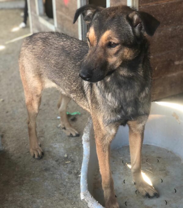 HAZEL (♀) – Bild 5