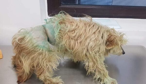MARI - reserviert Tierhilfe Lebenswert DR - vermittelt – Bild 4