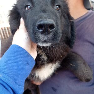 BUDDY - reserviert Manuela - vermittelt