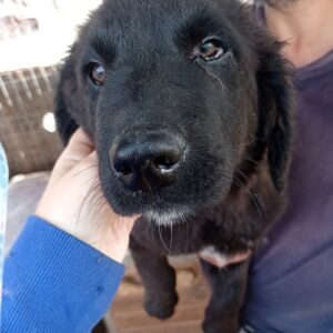BEETHOVEN - reserviert Hundescheune Fläming - vermittelt