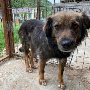 BECKY - reserviert 4animals - vermittelt