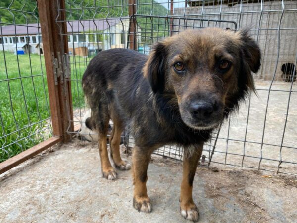 BECKY - reserviert 4animals - vermittelt