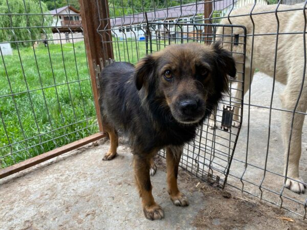 BECKY - reserviert 4animals - vermittelt – Bild 2