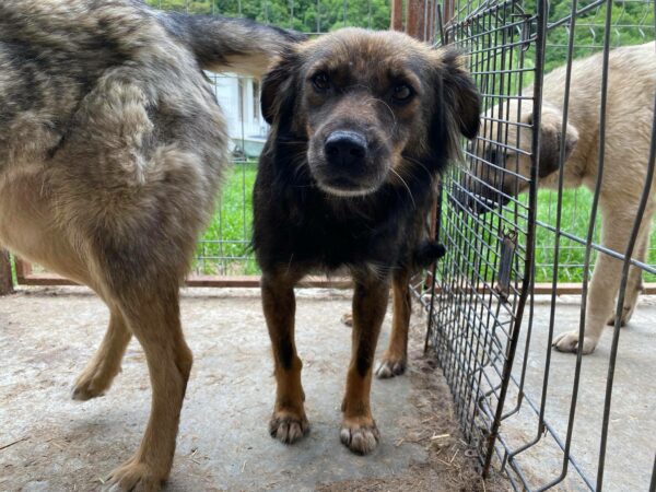BECKY - reserviert 4animals - vermittelt – Bild 5