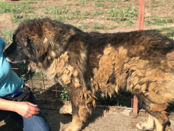 BJÖRN - reserviert SK vermittelt – Bild 5