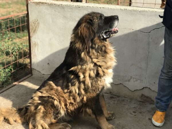 BJÖRN - reserviert SK vermittelt – Bild 9