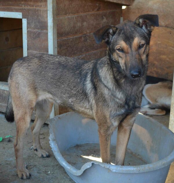 HAZEL (♀) – Bild 10