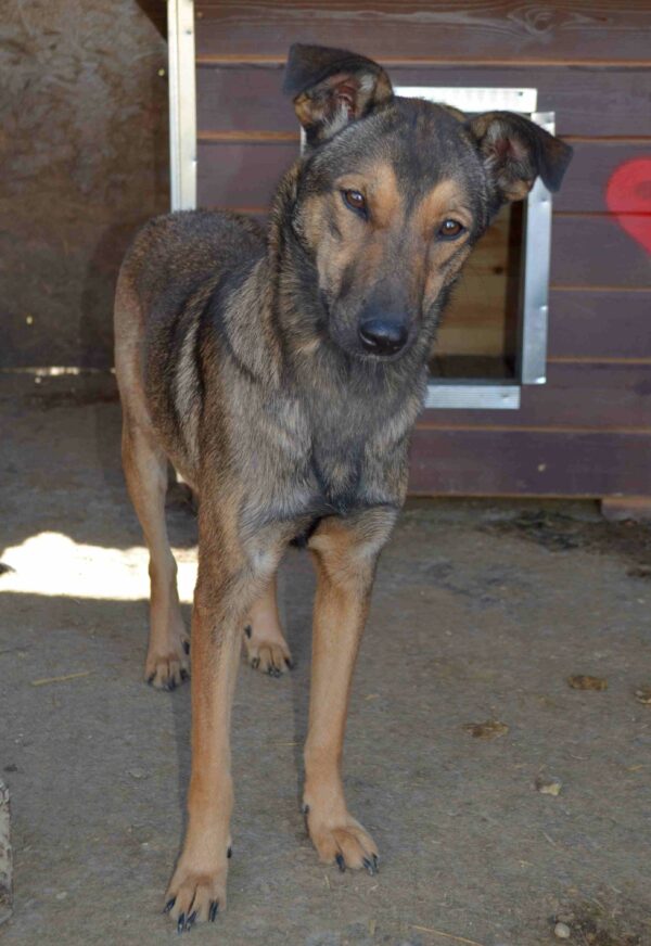 HAZEL (♀) – Bild 11