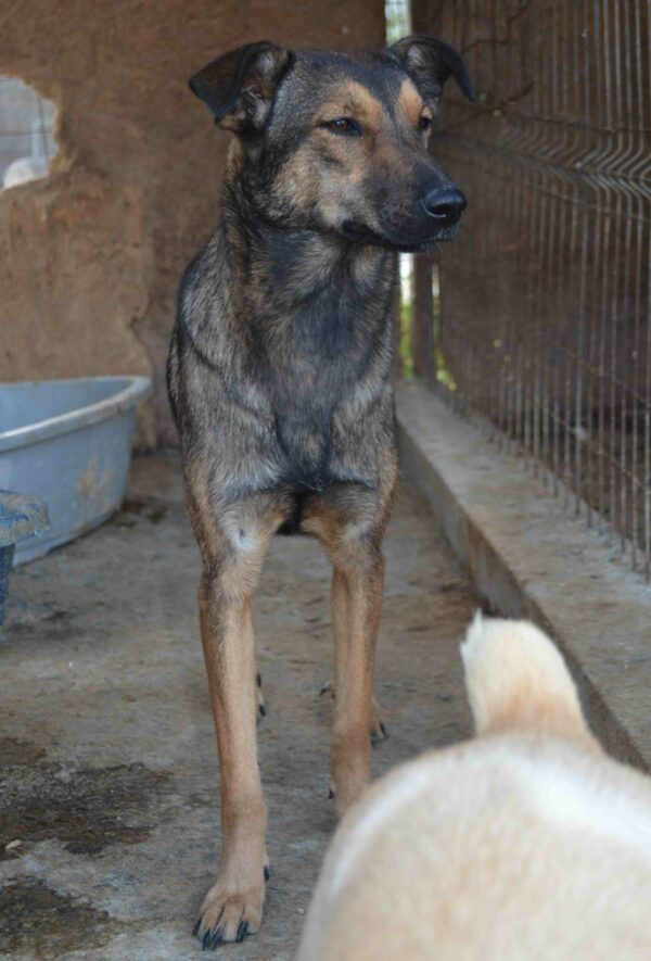 HAZEL (♀) – Bild 8