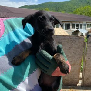 MALENA - reserviert 4animals - vermittelt
