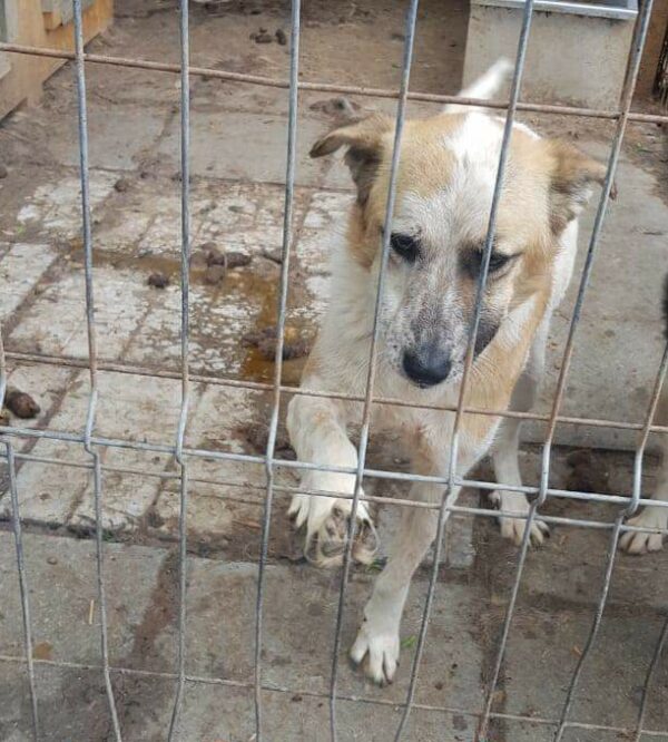 SNOWFLAKE - reserviert Tierhilfe Lebenswert DR - vermittelt – Bild 3