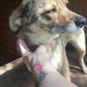 BAJA - reserviert 4animals - vermittelt