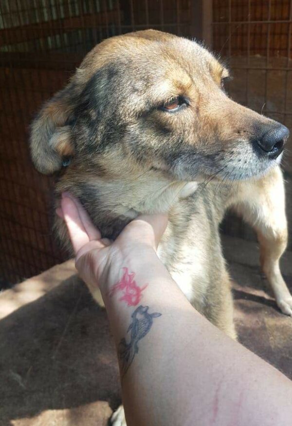BAJA - reserviert 4animals - vermittelt