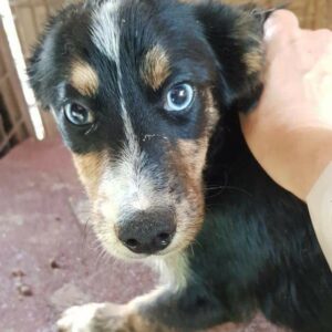 METTE - reserviert 4animals - vermittelt