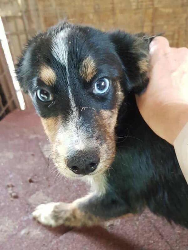 METTE - reserviert 4animals - vermittelt