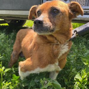 LIZ - reserviert Anna (MH) - vermittelt