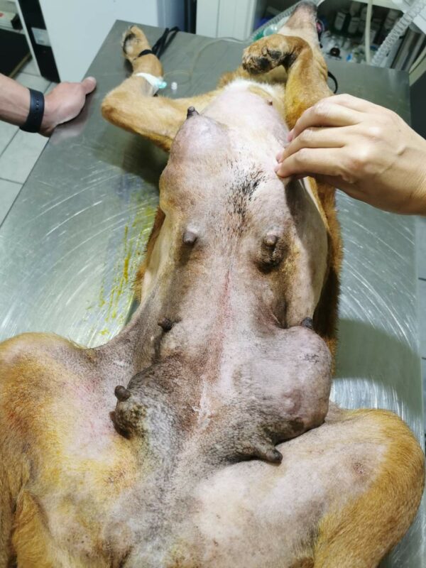 HILJA (Ginger) - reserviert für Gnadenplatz - RBB – Bild 5