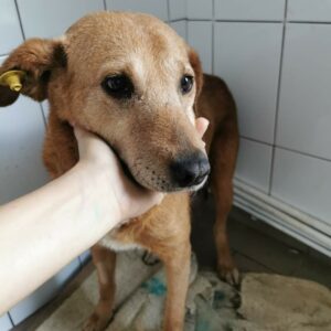 HILJA (Ginger) - reserviert für Gnadenplatz - RBB