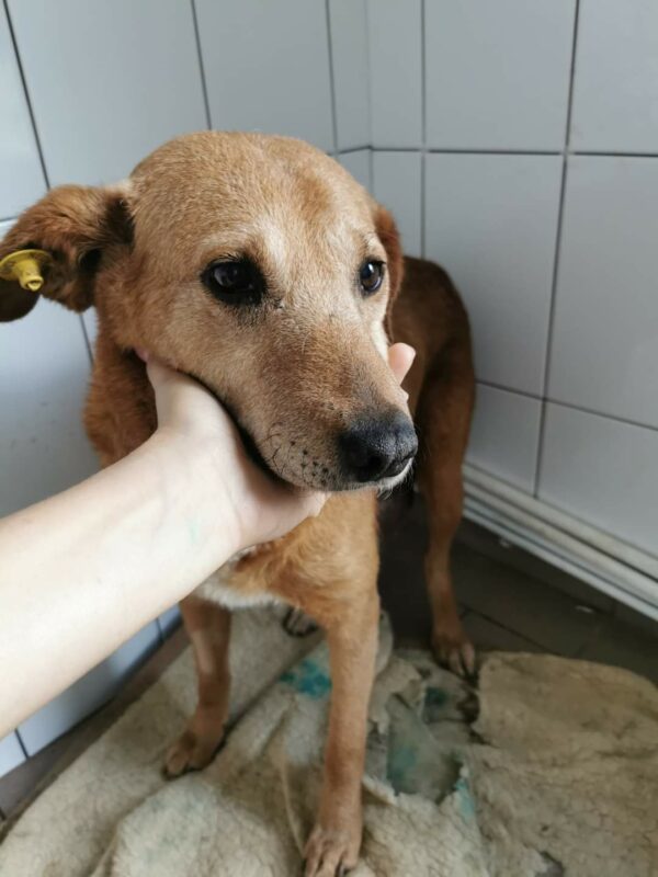 HILJA (Ginger) - reserviert für Gnadenplatz - RBB