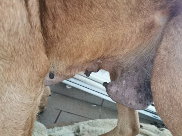 HILJA (Ginger) - reserviert für Gnadenplatz - RBB – Bild 4