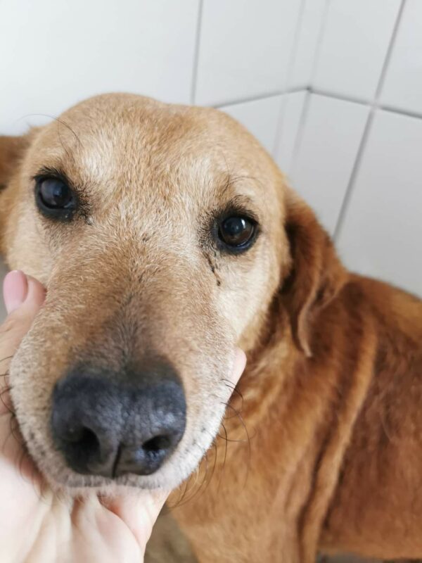 HILJA (Ginger) - reserviert für Gnadenplatz - RBB – Bild 2