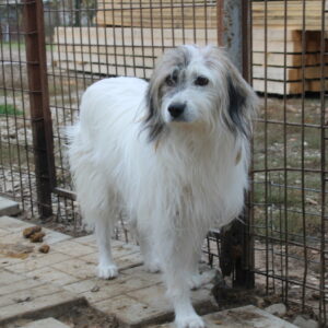 ALJOSCHA (♂)