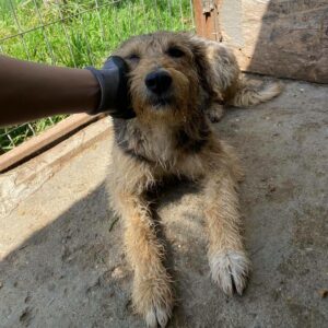 JAMIRO - reserviert Betty - vermittelt
